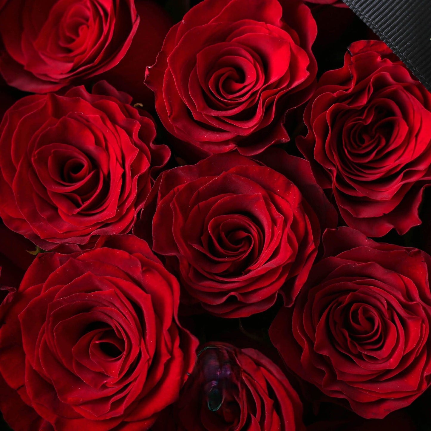 紅玫瑰33/52/99支香港鮮花即日配送